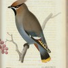 Sidensvans. (Ampelis garrulus linn.) Hanne.