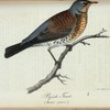 Björk-trast. (Turdus pilaris.).