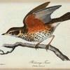 Rödvinge-trast. (Turdus iliacus.).