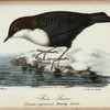 Ström=staren. (Cinclus aquaticus.). Naturlig storlek.