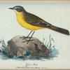 Gul-ärla. (Motacilla flava lin.) Hanne. naturl storl.