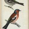 Bofink (Fringilla coelebs lin.) 1. Hanne. 2. Hona. natur. storl.