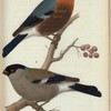 Domherre (Pyrrhula vulgaris bliss.) Fig. 1. Hanne. Fig. 2. Hona.