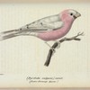Pyrrhula vulgaris) variet. (Loxia flamengo. sparrm.).
