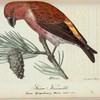 Större Korsnäbb. (Loxia pytiopsittacus.) Hanne. naturl storl.