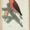 Större Korsnäbb. (Loxia pytiopsittacus.) Hona. naturl storl.