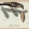 Bändel=Korsnäbb. (Loxia bifasciata.) Naturl. storl.