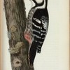 Hvitryggiga Hackspetten. (Picus leuconotus.).