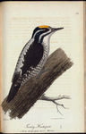 Hvitryggiga Hackspetten. (Picus leuconotus.).