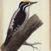 Fretåig hackspett. (Pieus tridactylus lin.). Hanne.
