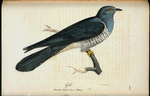 Fretåig hackspett. (Pieus tridactylus lin.). Hanne.
