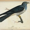 Gök. (Cuculus canorus lin.) Hanne.