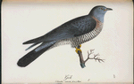 Gök. (Cuculus canorus lin.) Hanne.