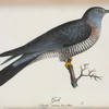 Gök. (Cuculus canorus lin.) Hona.