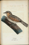 Gök. (Cuculus canorus lin.) Hona.