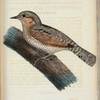 Göktyta. (Jynx Torquilla lin.).