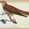 Gök. (Cuculus canorus, lin.). Vanlig Hona.