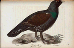 Gök. (Cuculus canorus, lin.). Vanlig Hona.