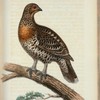 Tjäder=Höna. (Tetrao Urogallus, fem.).