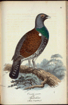 Tjäder=Höna. (Tetrao Urogallus, fem.).