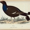 Orre. (Tetrao tetrix lin.).