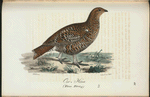 Orre. (Tetrao tetrix lin.).
