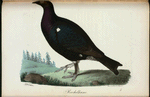 Steril Orrhöna. (Tetrao tetrix lin.) femina steritis.