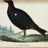 Rackelhane.