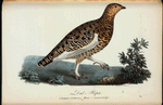 Dal=Ripa. (Lagopus subalpina.) Hanne. i sommarfrägt.
