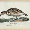 Fjäll=Ripa. (Lagopus alpina.) Hona. i sommardrägt.