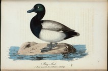 Index
