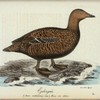 Grå-gås. (Anser cinereus mau.) Hanne.