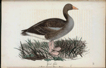 Grå-gås. (Anser cinereus mau.) Hanne.