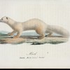 Mård. (Mustela martes linn.) varietet.