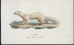 Mård. (Mustela martes linn.) varietet.