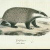 Gräflingen. (Meles taxus.).