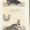 Nordiska flädermusen. (Vespertilio borealis N. nat.st.), Längörade flädermusen. (Vespertilio auritus lin.) nat.st.