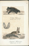 Nordiska flädermusen. (Vespertilio borealis N. nat.st.), Längörade flädermusen. (Vespertilio auritus lin.) nat.st.