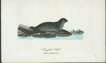 Ringlad skäl. (Phoca annellata nilss.).