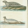 Gråa hafs-skälen. (Halichoerus grypus nilss.) Fig. 1. Ung hona. Fig. 2. Än yngre hona.