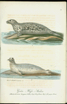Gråa hafs-skälen. (Halichoerus grypus nilss.) Fig. 1. Ung hona. Fig. 2. Än yngre hona.
