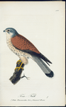 Torn=falk. (Falco tinnunculus lin.) Garmmal hanne.