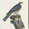 Sparfhök. (Falco nisus lin.) Gammal hanne.