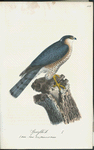 Sparfhök. (Falco nisus lin.) Gammal hanne.
