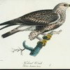 Fjösbent wräk. (Falco lagopus lin.)