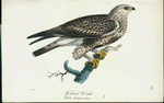 Fjösbent wräk. (Falco lagopus lin.)