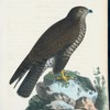 Orm=wräk. (Falco buteo lin.).