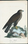 Orm=wräk. (Falco buteo lin.).