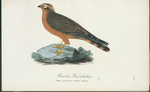 Mindre kärrhöken. (Falco cineraceus, mont.) hona.
