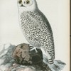 Fjäll=uggla. (Strix nyctea.) hona.